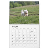 Coton de Tulear hondenkalender Kalender (Jan 2027)