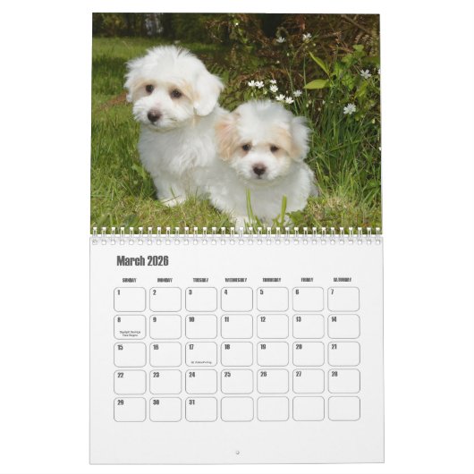 Coton de Tulear hondenkalender Kalender (Mar 2026)