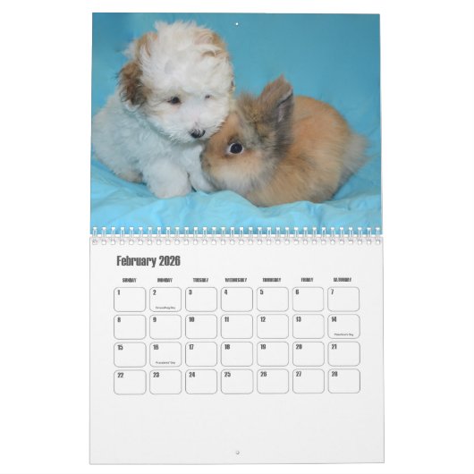 Coton de Tulear hondenkalender Kalender (Feb 2026)