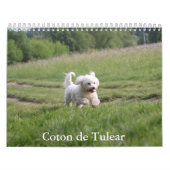 Coton de Tulear hondenkalender Kalender (Hoes)