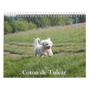 Coton de Tulear hondenkalender Kalender