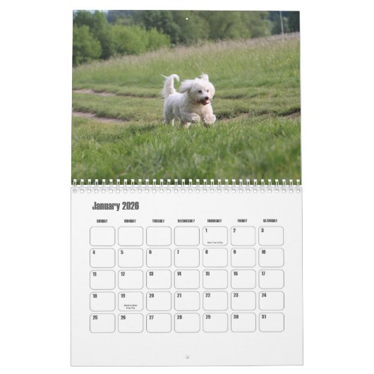 Coton de Tulear hondenkalender Kalender (Jan 2026)