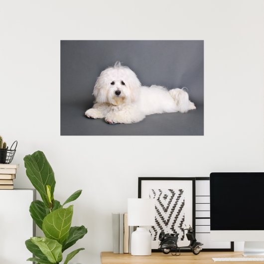 Coton de Tulear - Joci Poster (Thuiskantoor)
