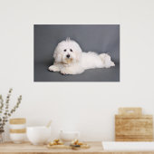 Coton de Tulear - Joci Poster (Keuken)