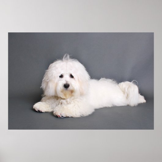Coton de Tulear - Joci Poster (Voorkant)