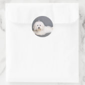 Coton de Tulear - Joci Ronde Sticker (Tas)