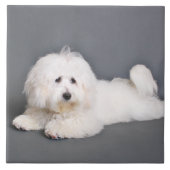 Coton de Tulear - Joci Tegeltje (Voorkant)