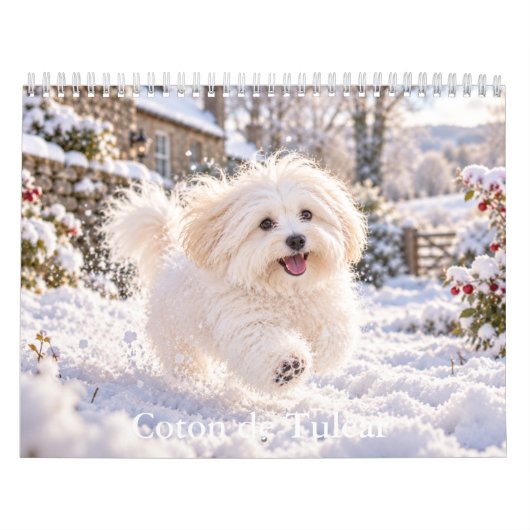 Coton de Tulear kalender (Hoes)