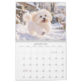 Coton de Tulear kalender (Jan 2027)