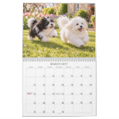 Coton de Tulear kalender (Mar 2027)