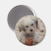 Coton de Tulear Magnet (Voorkant / Achterkant)