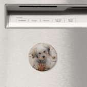 Coton de Tulear Magnet (Insitu (Vaatwasser))