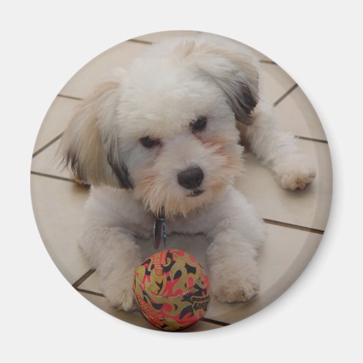 Coton de Tulear Magnet (Voorkant)