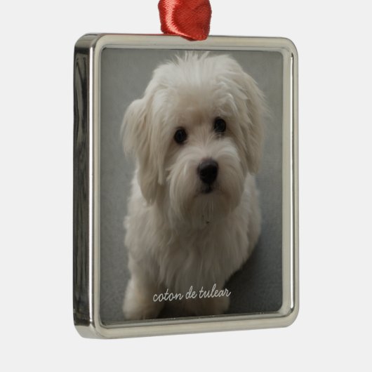 Coton de Tulear Metalen Ornament (Rechts)