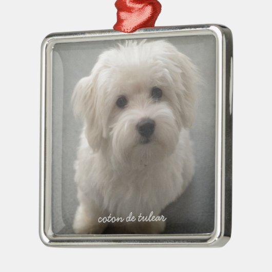 Coton de Tulear Metalen Ornament (Links)
