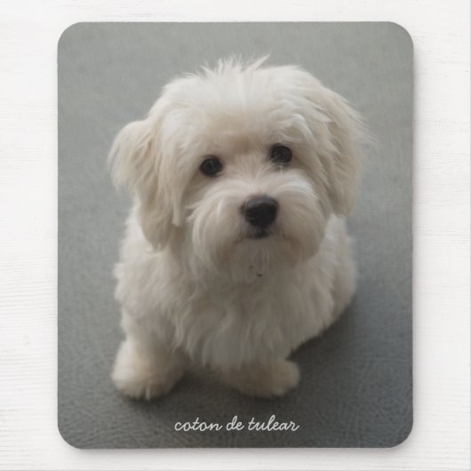 Coton de Tulear Muismat (Voorkant)