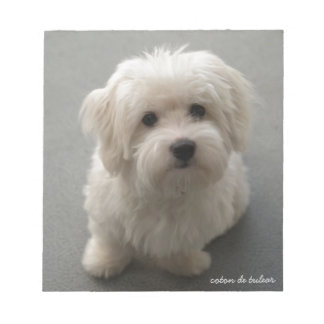 Coton de Tulear Notitieblok
