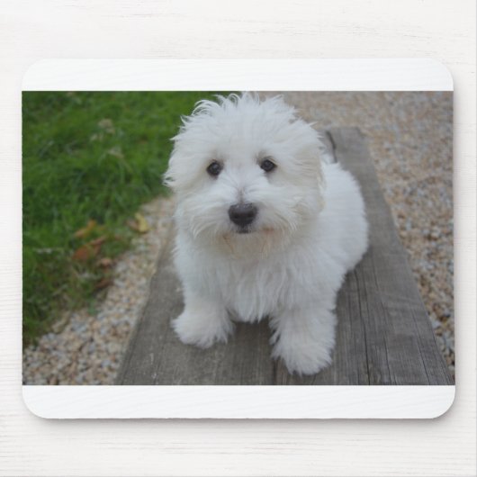 Coton de Tulear op bank Muismat (Voorkant)