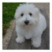 coton de tulear op bank perfect poster (Voorkant)