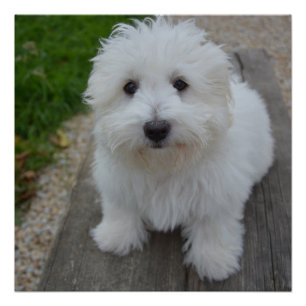 coton de tulear op bank perfect poster