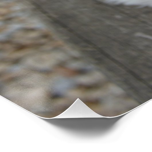 coton de tulear op bank perfect poster (Hoek)