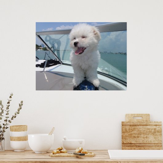 coton De Tulear Poster (Keuken)