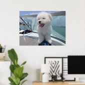 coton De Tulear Poster (Thuiskantoor)