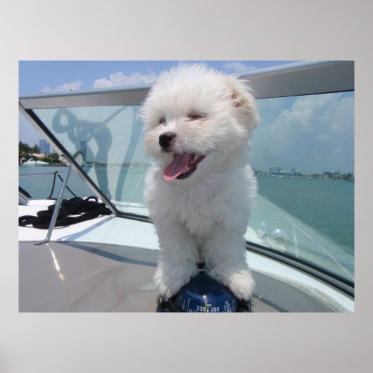 coton De Tulear Poster (Voorkant)