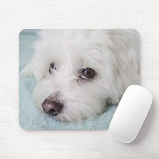 Coton de Tulear Puppy Eyes Muismat (Met muis)