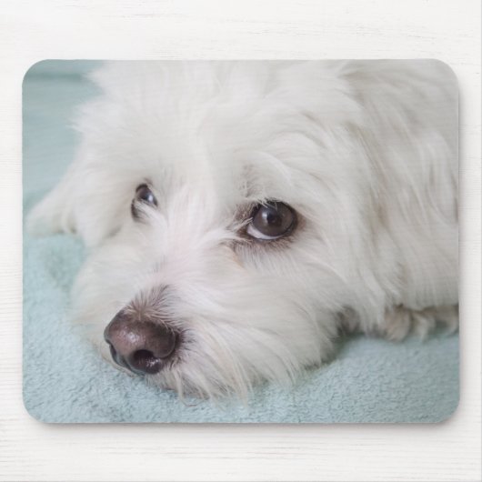 Coton de Tulear Puppy Eyes Muismat (Voorkant)