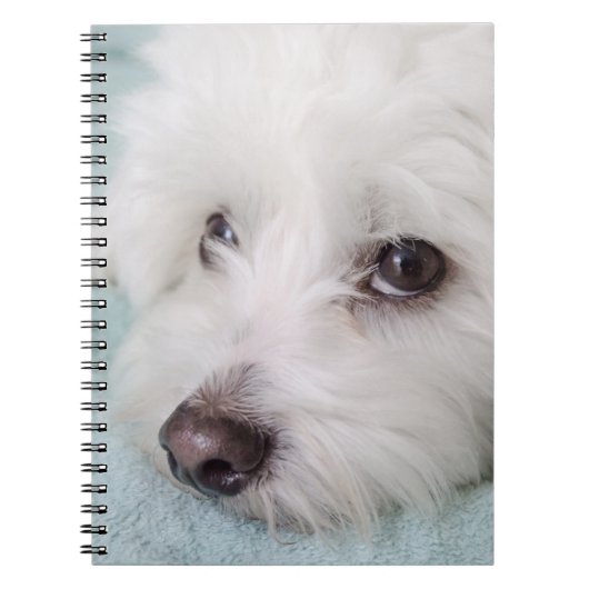 Coton de Tulear Puppy Eyes Notitieboek (Voorkant)