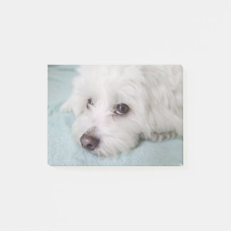 Coton de Tulear Puppy Eyes Post-it® Notes