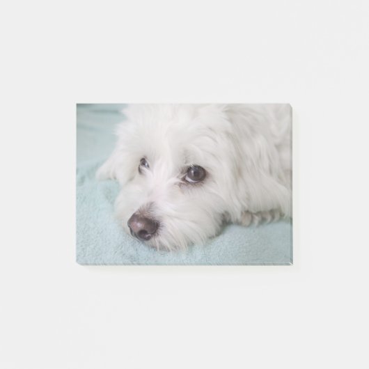 Coton de Tulear Puppy Eyes Post-it® Notes (Voorkant)