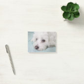 Coton de Tulear Puppy Eyes Post-it® Notes (Kantoor)