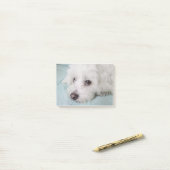 Coton de Tulear Puppy Eyes Post-it® Notes (Op bureau)