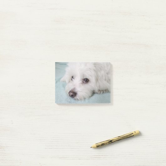 Coton de Tulear Puppy Eyes Post-it® Notes (Op bureau)