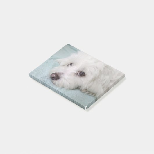 Coton de Tulear Puppy Eyes Post-it® Notes (Schuin)
