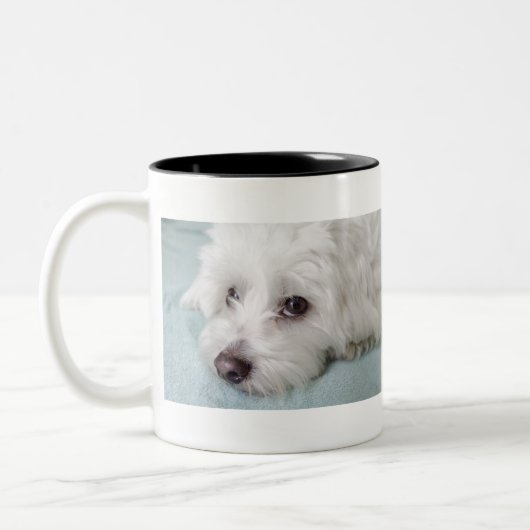 Coton de Tulear Puppy Eyes Tweekleurige Koffiemok (Links)