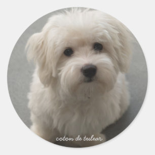 Coton de Tulear Ronde Sticker