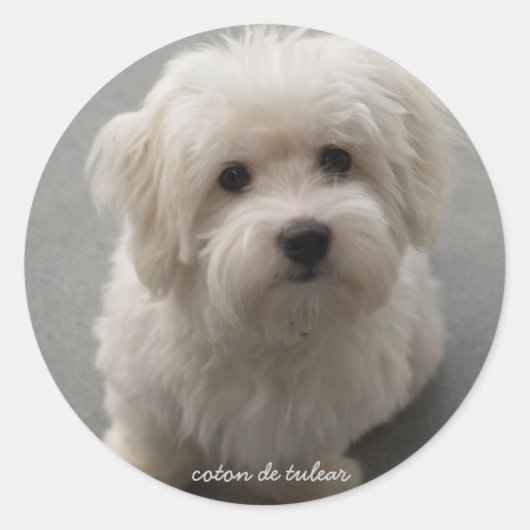 Coton de Tulear Ronde Sticker (Voorkant)