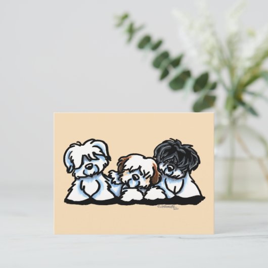 Coton De Tulear Trio Briefkaart (Staand voorkant)