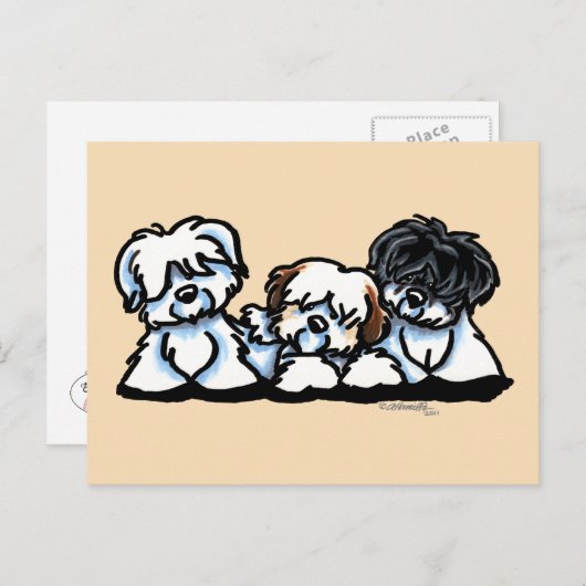 Coton De Tulear Trio Briefkaart (Voorkant / Achterkant)