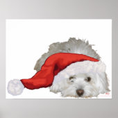 Coton de Tulear - Wachten Poster (Voorkant)