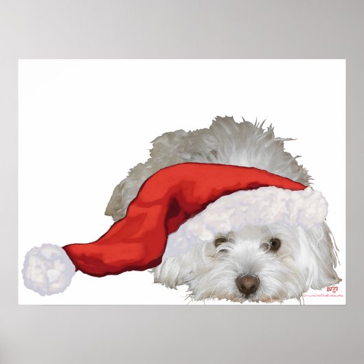 Coton de Tulear - Wachten Poster (Voorkant)