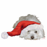 Coton de Tulear - Wachten Staand Fotobeeldje<br><div class="desc">Elk van de design is beschikbaar op alle Zazzle producten. Scroll om dit ontwerp over te zetten op de pagina van dit product en kies uw favoriete product. U kunt uw keuze ook aanpassen met onze Text Tool. Er zijn vele prachtige Fonts om uit te kiezen. Met vriendelijke groet!</div>