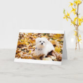 Coton de Tulear ZEGT GELUKKIG 50ste VERJAARDAG Kaart (Gele Bloem)