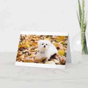 Coton de Tulear ZEGT GELUKKIG 50ste VERJAARDAG Kaart