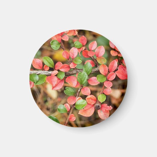 Cotoneaster horizontale magneet (Voorkant)