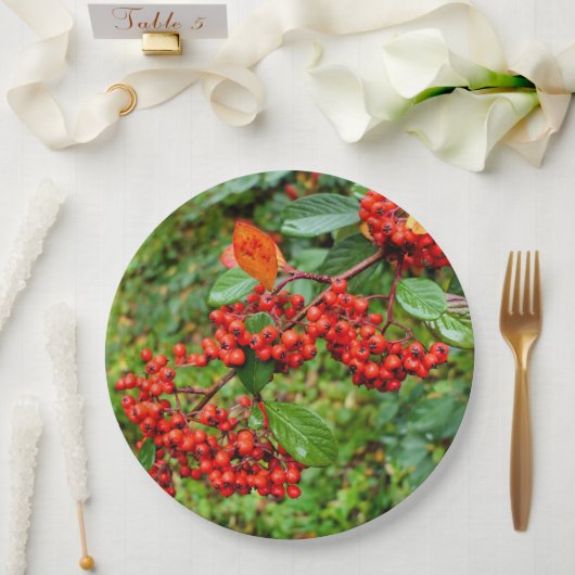 Cotoneaster lacteus Papier Bord (Huwelijk)