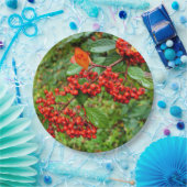 Cotoneaster lacteus Papier Bord (Feest)